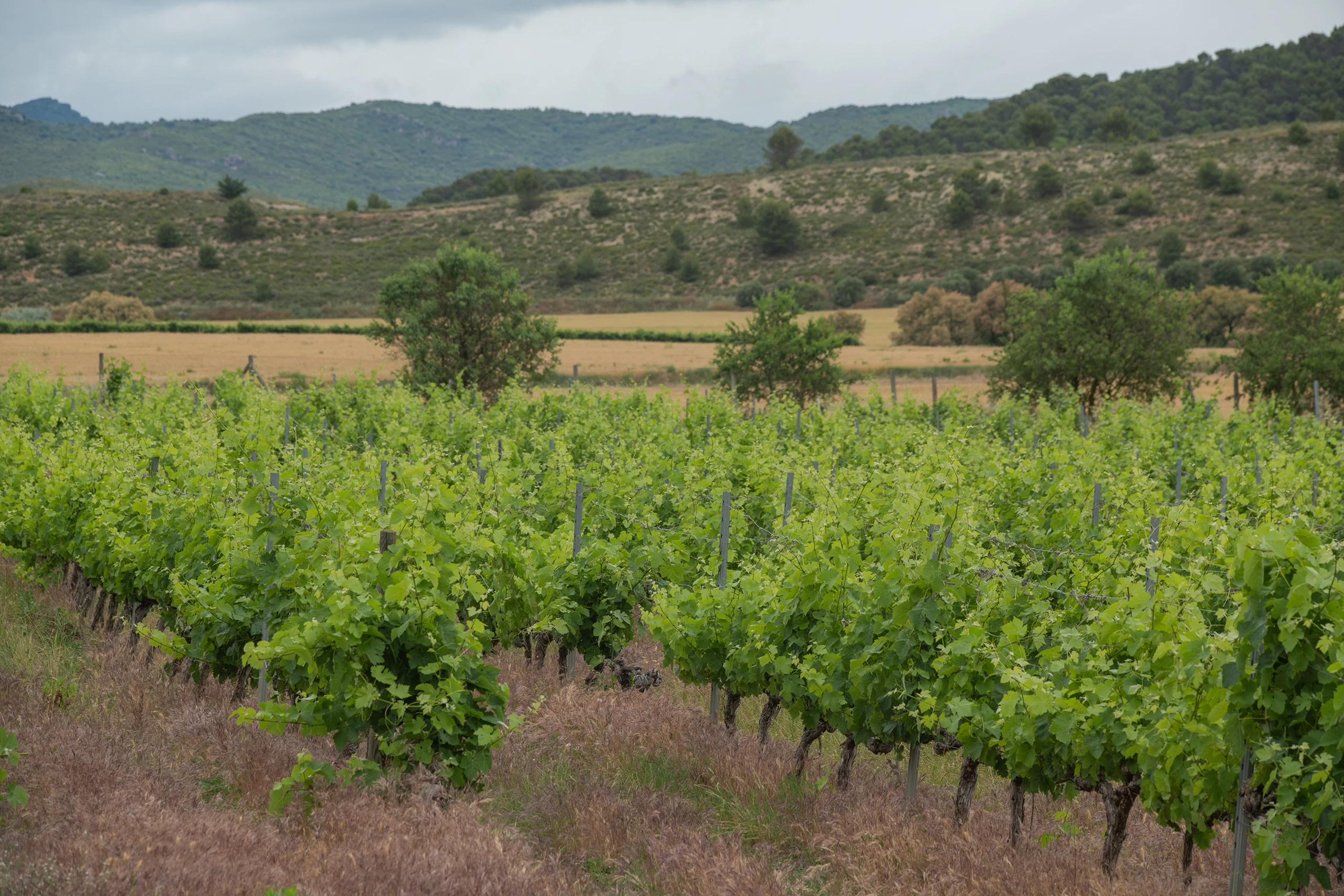 Foto 1 - Bodegas y Vi&ntilde;edos Alzania