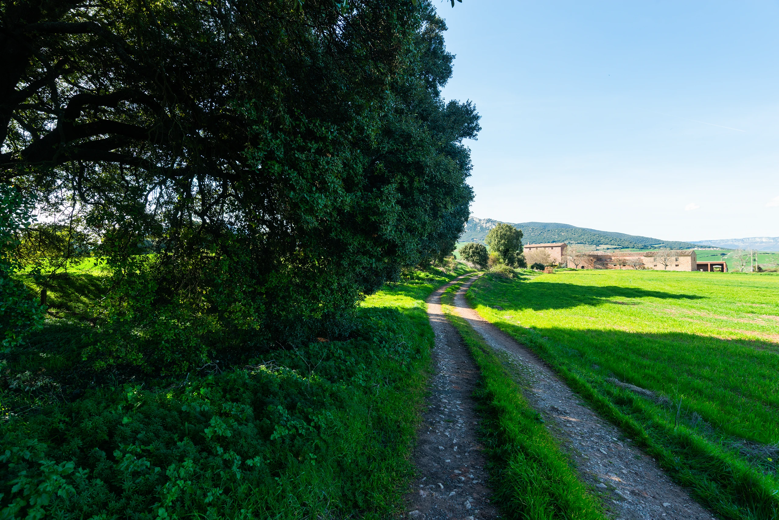 Una copa que define el paisaje
